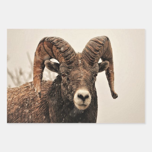 Ram Wrapping Paper Sheet (Front)