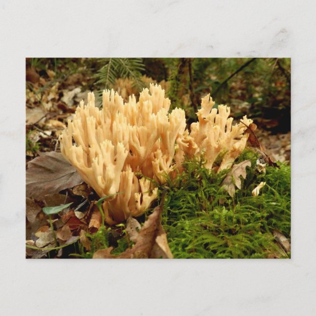Ramaria stricta Fungi Postcard (Front)