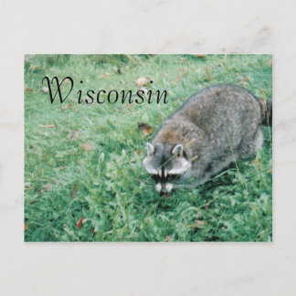 Ramblin' Raccoon Postcard