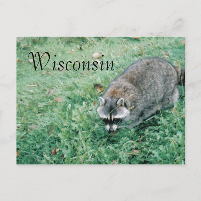 Ramblin' Raccoon Postcard (Front)