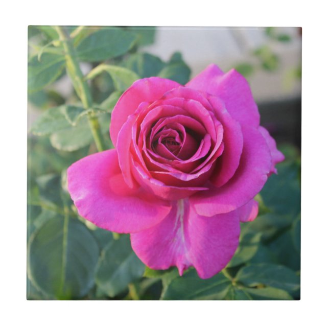 Rambling Rose Ceramic Tile (Front)