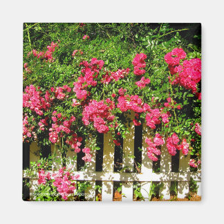 Rambling Rose Magnet