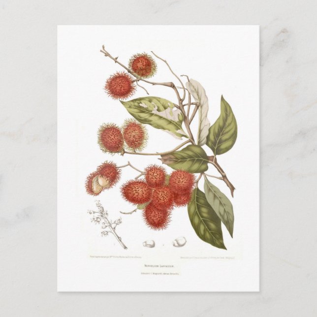 Rambutan Postcard (Front)