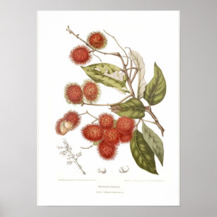 Rambutan Poster