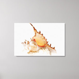Ramose Murex (Chicoreus ramosus) shell against Canvas Print