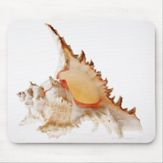 Ramose Murex (Chicoreus ramosus) shell against Mouse Pad