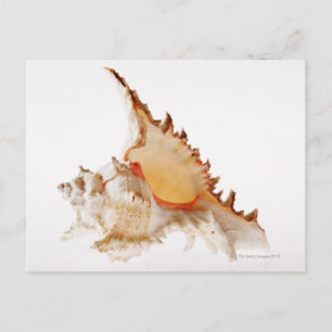 Ramose Murex (Chicoreus ramosus) shell against Postcard
