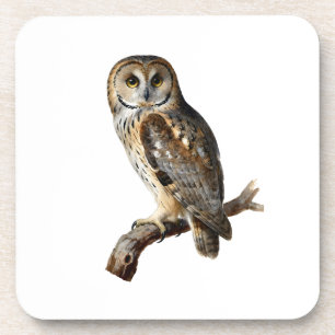 “Randolph” - A Watchful Silence, An Owl’s Portrait Coaster