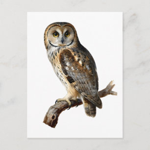 “Randolph” - A Watchful Silence, An Owl’s Portrait Holiday Postcard