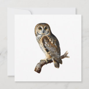 “Randolph” - A Watchful Silence, An Owl’s Portrait Invitation
