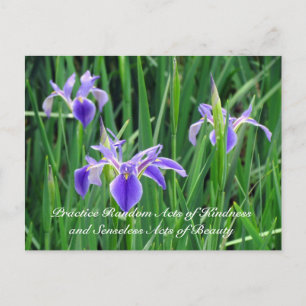 Random Act of Kindess Postcard - Purple Iris