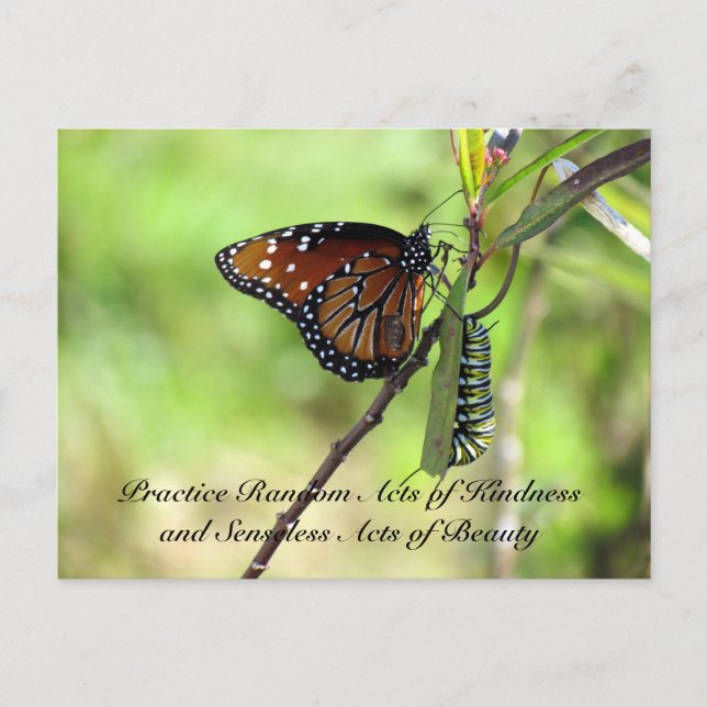 Random Act of Kindess Postcard - Queen Butterfly (Front)