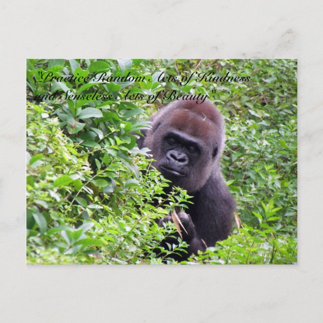 Random Acts of Kindness Postcard - Gorilla Edition (Front)