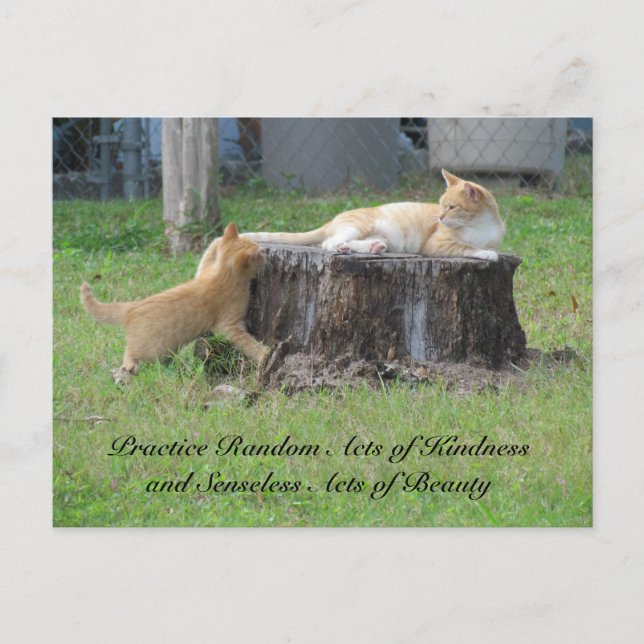 Random Acts of Kindness Postcard - Momma Kitty (Front)