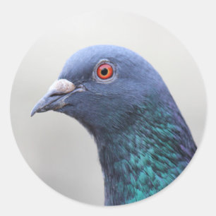 Random Pigeon Classic Round Sticker