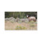 Range horse business card