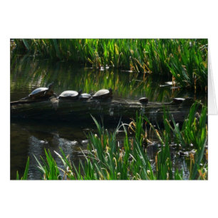 Rangée de tortues photo de la nature verte