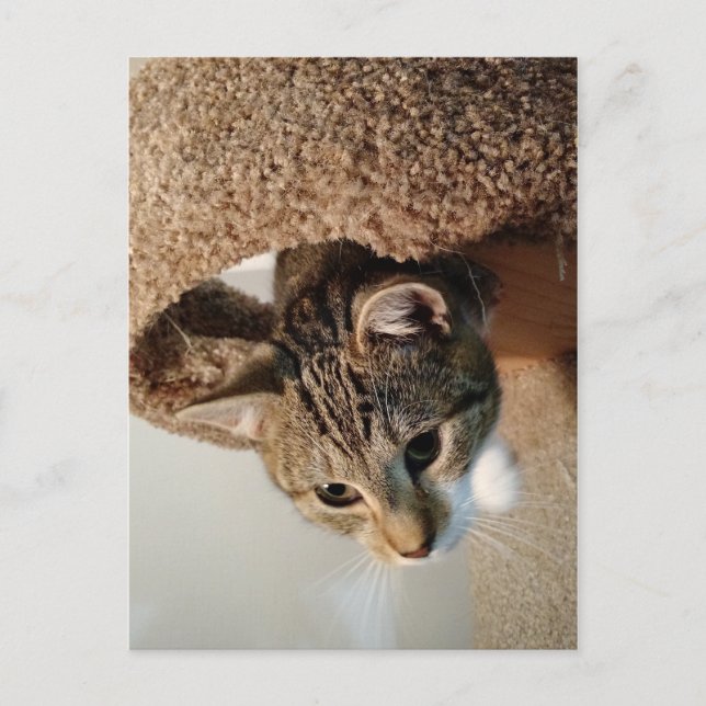 Ranger the Cat Postcard (Front)