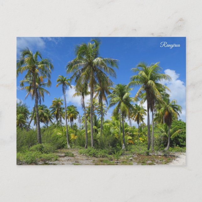 Rangiroa palm trees postcard (Front)