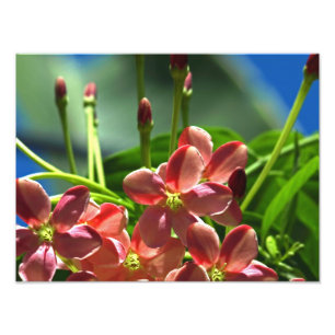 Rangoon Creeper blossoms Photo Print