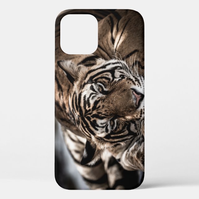 Ranthambore tiger: close-up fine art. Case-Mate iPhone case (Back)