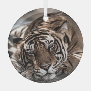 Ranthambore tiger: close-up fine art. glass ornament