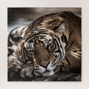 Ranthambore tiger: close-up fine art. jigsaw puzzle