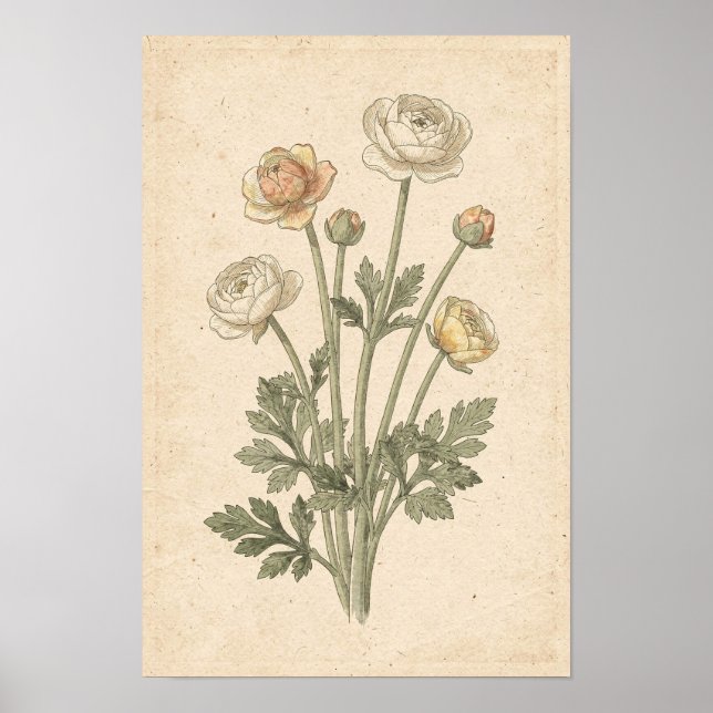 Ranunculus Botanical Print (Front)