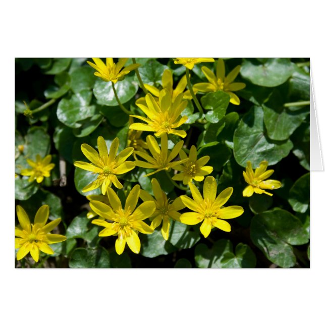 Ranunculus ficaria (Front Horizontal)