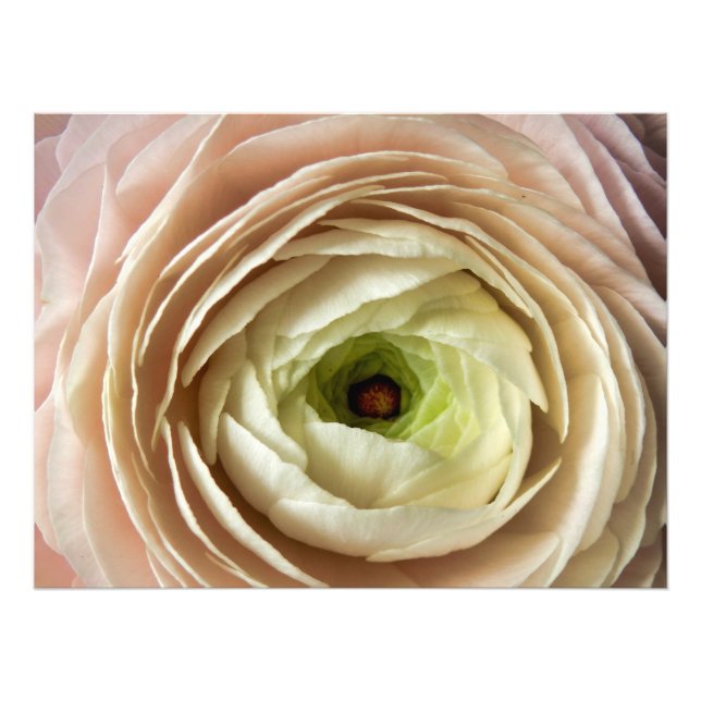 Ranunculus Flower Photo Print (Front)