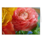 ranunculus jaune et rose
