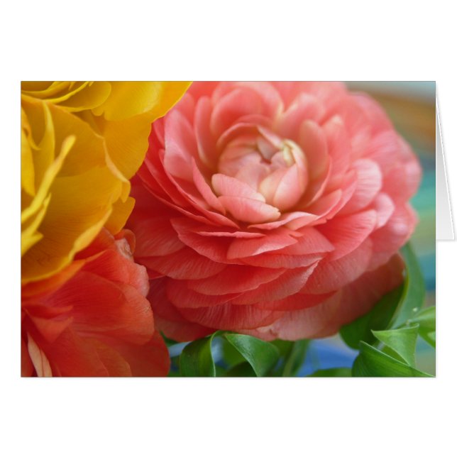 ranunculus jaune et rose (Devant horizontal)