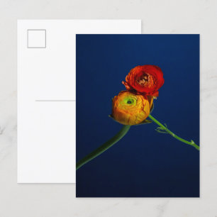 Ranunculus Postcard