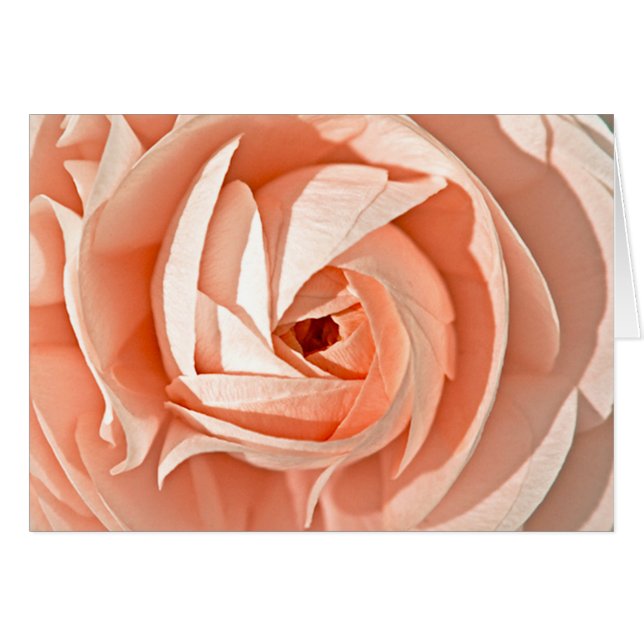 Ranunculus Swirl (Devant horizontal)