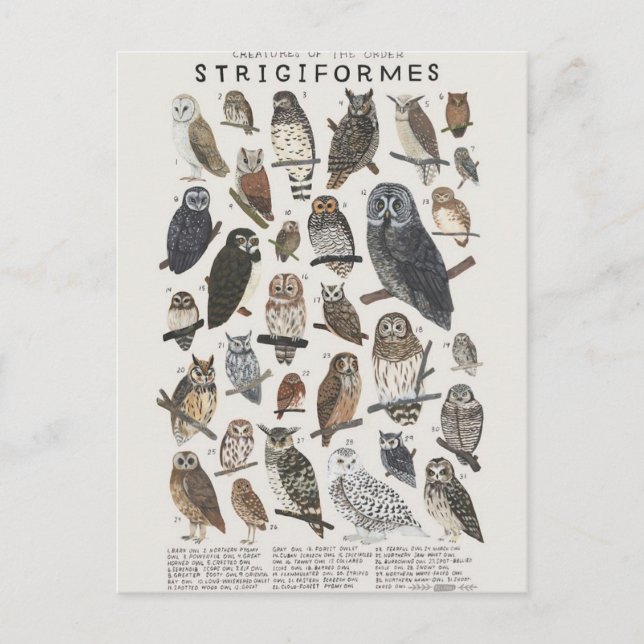 Rapaces nocturnes chouettes et hiboux postcard (Front)
