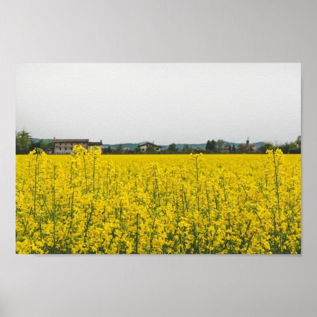 Rapeseed field poster (Front)
