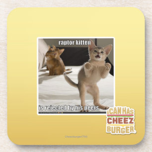 Raptor Kitten Coaster