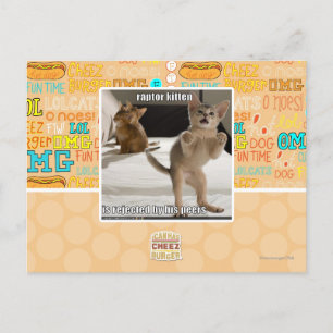 Raptor Kitten Postcard