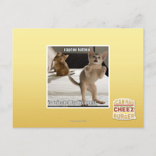 Raptor Kitten Postcard
