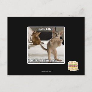 Raptor Kitten Postcard