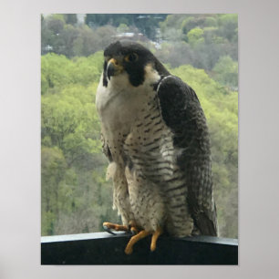 raptor  poster