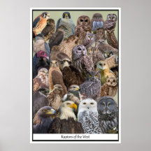 Raptors of the West