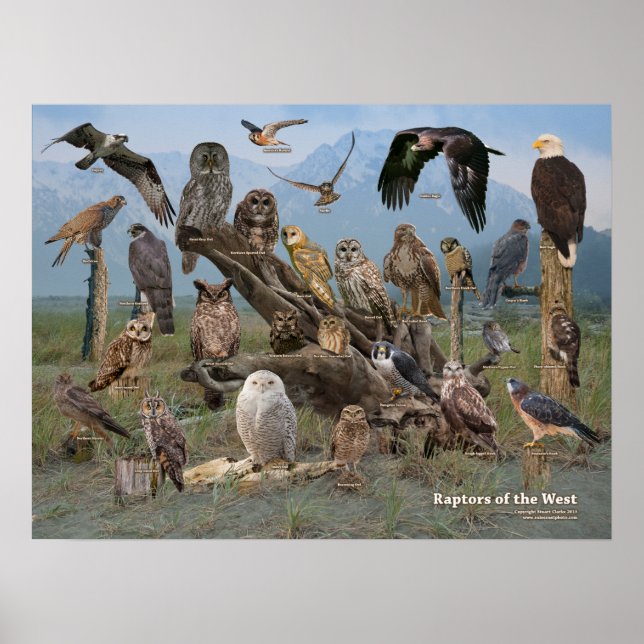 Raptors of the West Poster (Front)