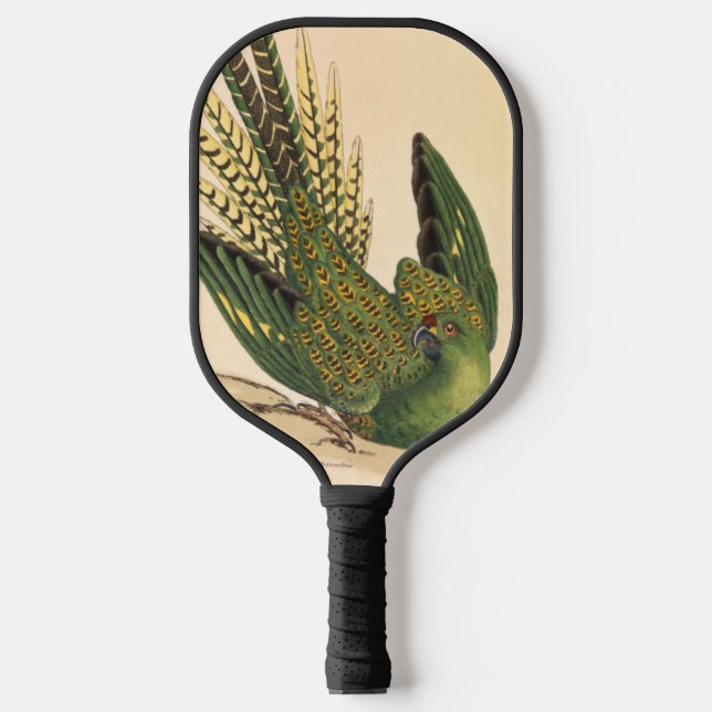 Raquette De Pickleball James Sowerby Parrot terrestre, Psittacus terrestr (Recto)