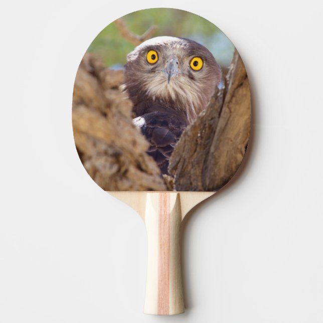 Raquette De Ping Pong A White Breasted Snake (Devant)