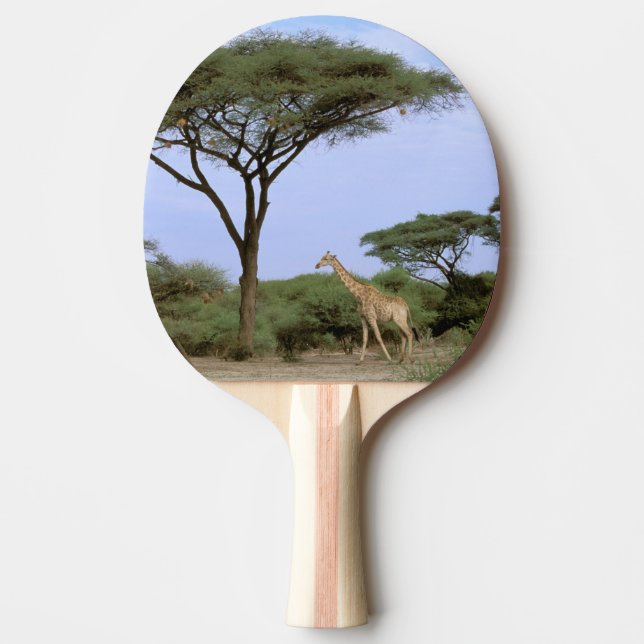 Raquette De Ping Pong Afrique, Botswana, delta de l'Okavango. Sud (Devant)