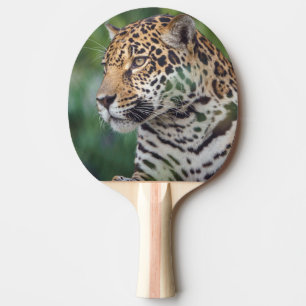 Raquette De Ping Pong Beau Jaguar dans la nature