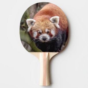 Raquette De Ping Pong Belle Panda roux sur une branche
