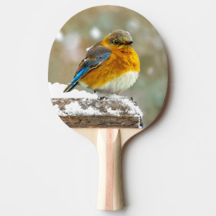 Raquette De Ping Pong Bleuet de l'Est en neige - Photo originale