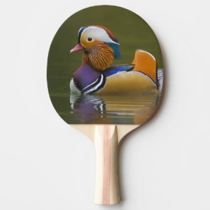 Raquette De Ping Pong Canard mandarin sauvage (Aix galericulata) sur fon